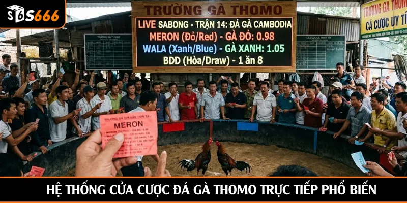 Hệ thống cửa cược đá gà Thomo trực tiếp phổ biến