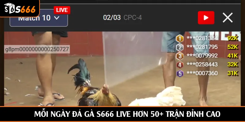 Mỗi ngày đá gà S666 live hơn 50+ trận đỉnh cao
